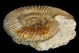 Parkinsonia Ammonite on Rock - France #92455-1